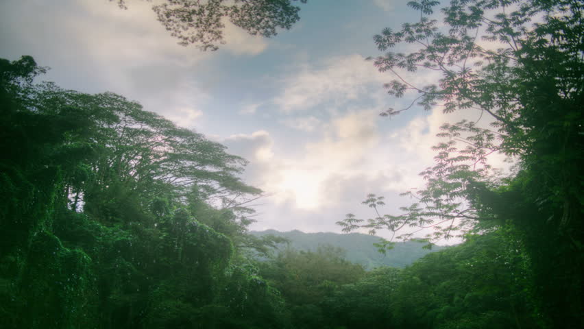 Tropical Rain Forest, Banyan Tree Canopy, Jungle, Hawaii, Time Lapse ...