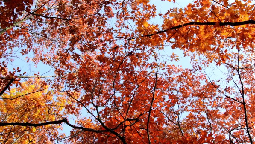 Sunlight On Red Maple Leaves With Blue Sky In The Background. Stock ...