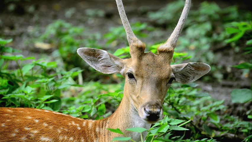 Fallow Deer Eating Grass. Stock Footage Video 3686882 - Shutterstock