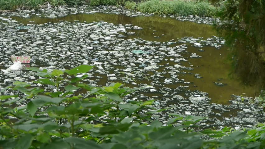 What Is The Pollution In Ponds? – RMLIZB