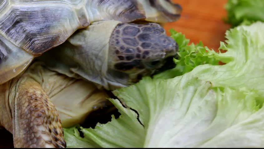 Hungry Tortoise Eating Green Lettuce On Wooden Background Macro ...