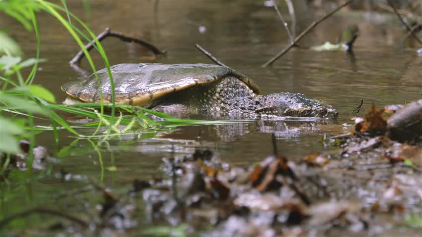 Common Snapping Turtle Swimming Along A Riverbank Shoreline. Stock ...