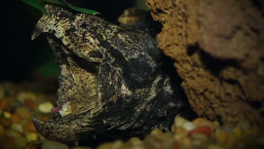 An Endangered Alligator Snapping Turtle (Macrochelys Temminckii) Uses A ...