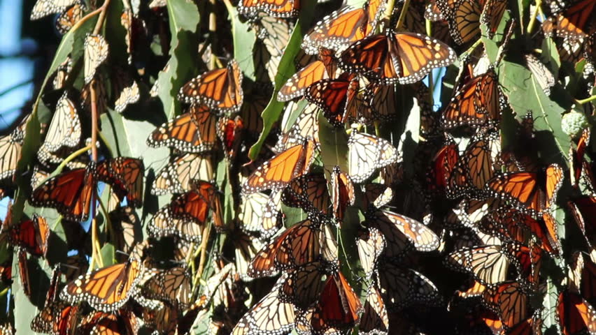 A Cluster Of Monarch Butterflies On Migration Along The California ...