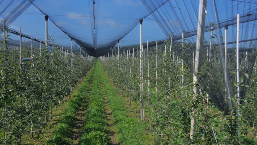 Aerial View: Orchard With Netting Stock Footage Video 5412119 ...