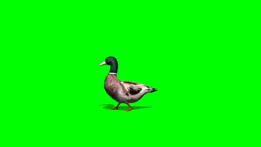 Duck Walk - Seperated On Green Screen Stock Footage Video 5408768 ...