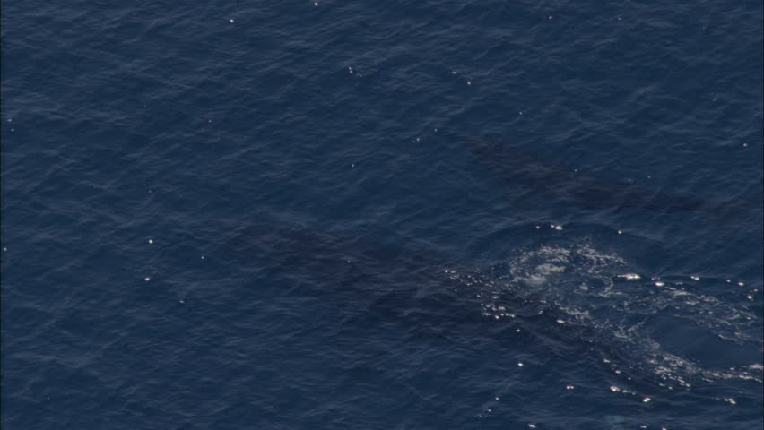 Blue Whale Ocean. Aerial Footage Of A Large Blue Whale Floating In The ...