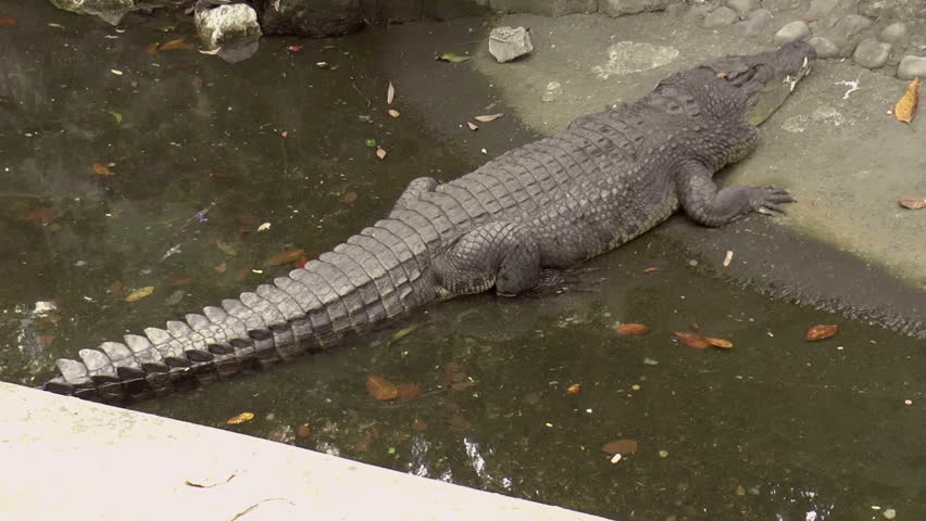 Large Crocodile Resting On Pond, HD Stock Footage Video 5511428 ...