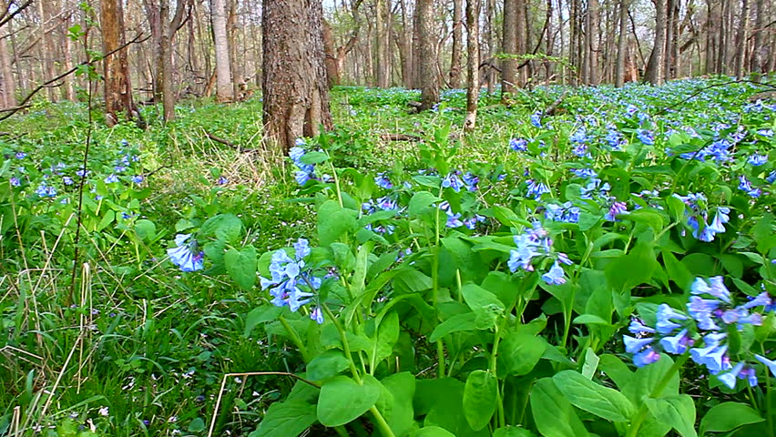 Virginia Bluebells (Mertensia Virginica) Sway In The Wind At Oak Ridge ...