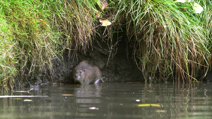 Two Wild Brown Rats In Some Action By It's Burrow In A Natural ...