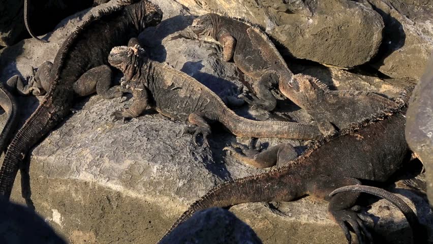 Marine Iguana Colony Sun Bathing On Volcanic Rocks In The Galapagos ...