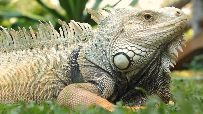 Close Up Of Iguana Head Stock Footage Video 5690756 - Shutterstock