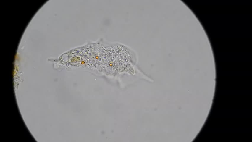 Unicellular Amoeba Motion Under Microscope 600x Stock Footage Video ...