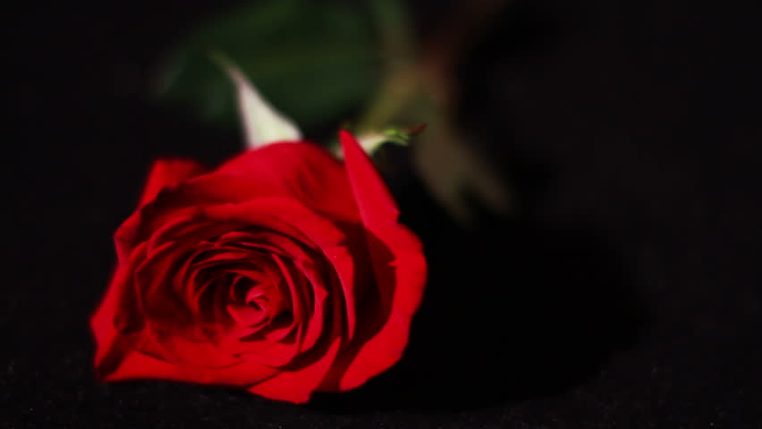 Red Rose In Super Slow Motion Receiving Raindrops Against A Black ...