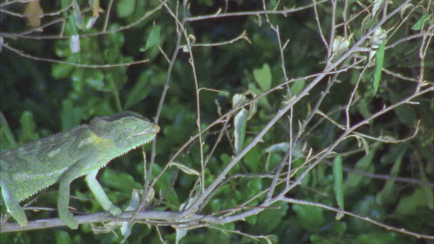 Chameleon Catching Insect With Long Tongue Stock Footage Video 5756366 ...