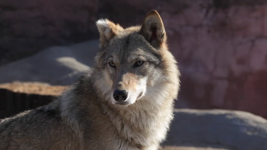 A Cute Sunlit Wolf Female With Bitten Ear Off, Attentively Looking ...