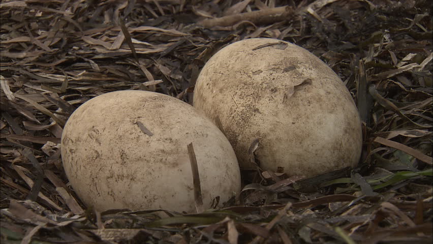 Pelican Eggs Stock Footage Video 5795315 - Shutterstock