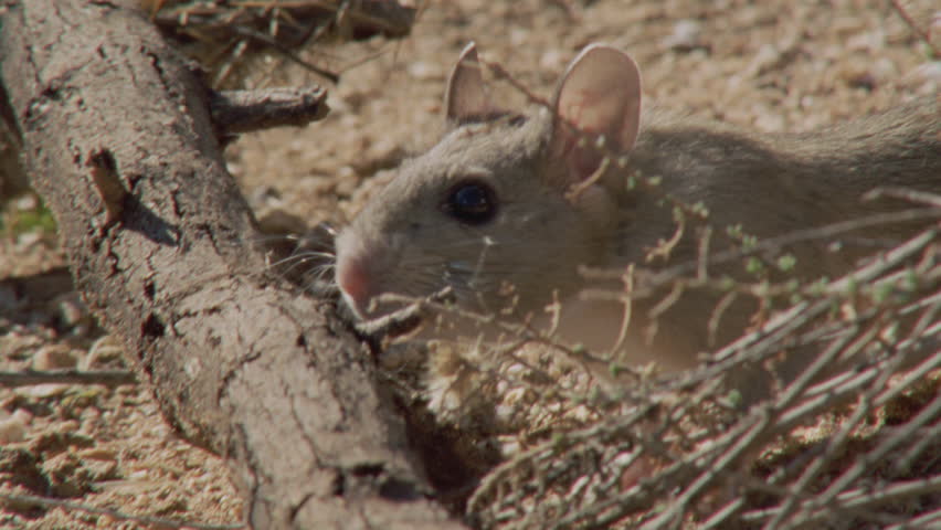 Close Up Of Arizona Native Mouse By A Cactus Stock Footage Video ...
