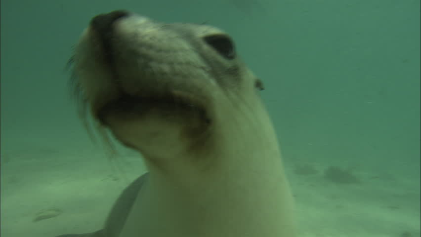 Sea Lion Clapping Stock Footage Video 13704764 - Shutterstock