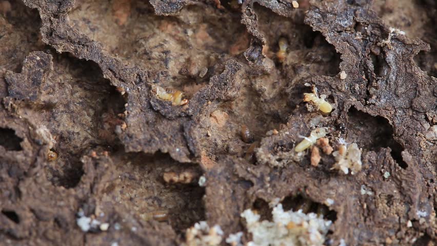 Termites Running Through Tunnels And Eating Wood. Stock Footage Video ...