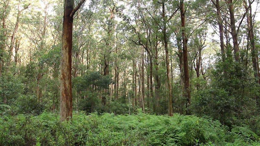 Rainforest - Australian Landscape. This Rainforest Landscape Is Of The ...