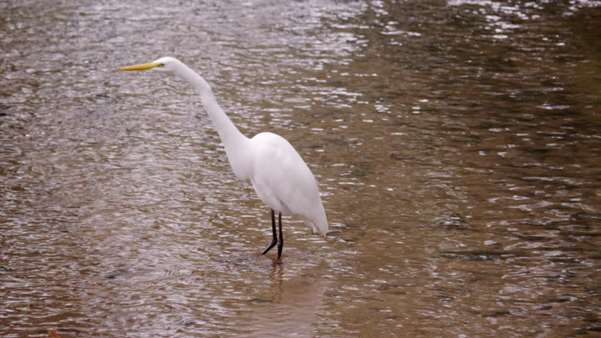 White Bird Wading In Water In Rio. Stock Footage Video 6106373 ...