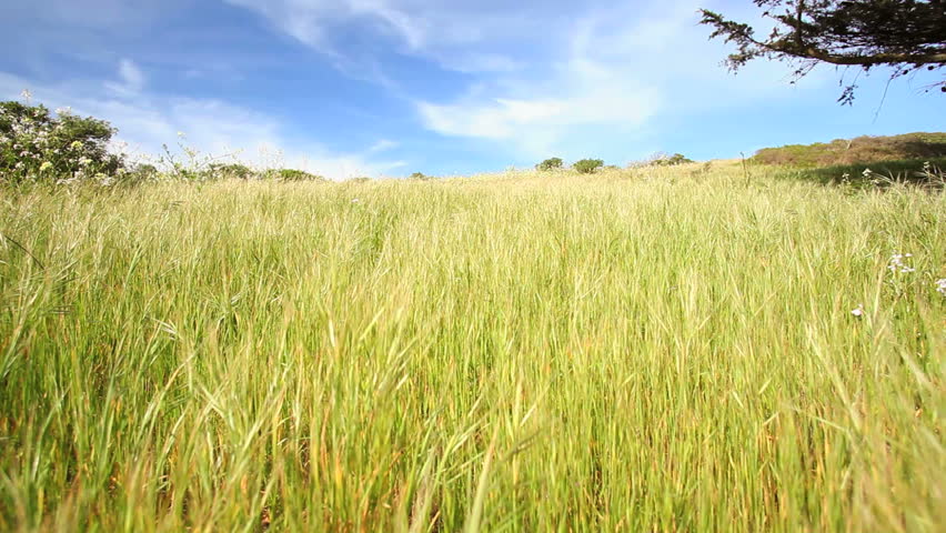 Wind Blowing Through Grass Under A Radiant Blue Sky Stock Footage Video ...