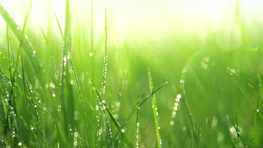 Grass With Dew Drops. Blurred Grass Background With Water Drops Closeup ...