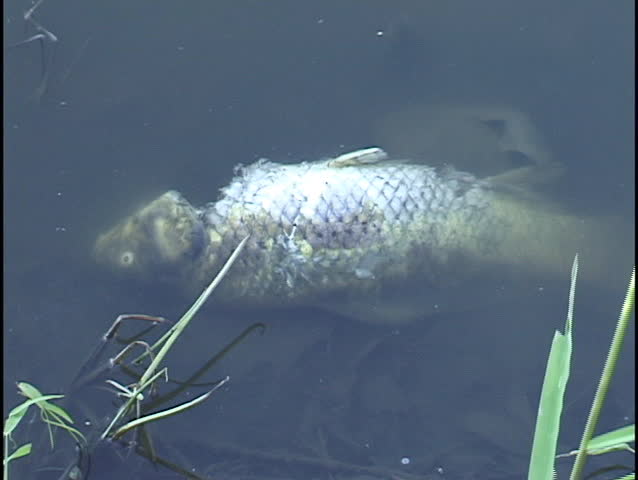 Bloated Dead White Fish Is Floating In Lake While Bobbing With Waves In ...
