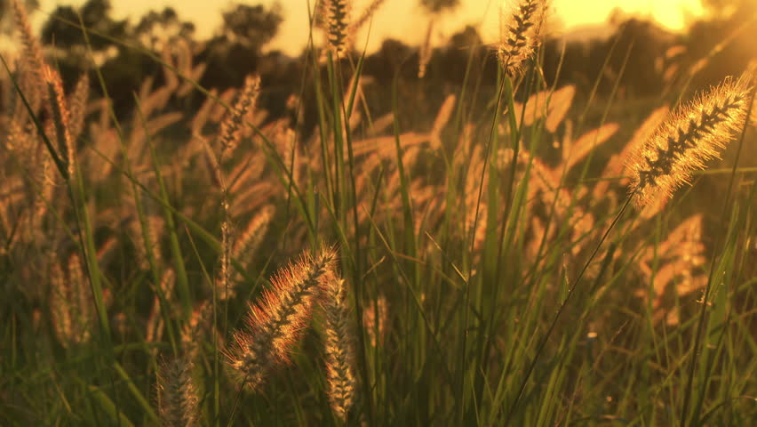 Golden Tall Grass In A Field At Sunset Stock Footage Video 6257864 ...