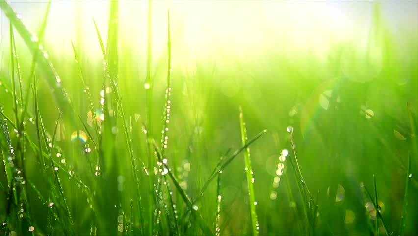 Grass With Dew Drops. Blurred Green Fresh Grass Background With Water ...