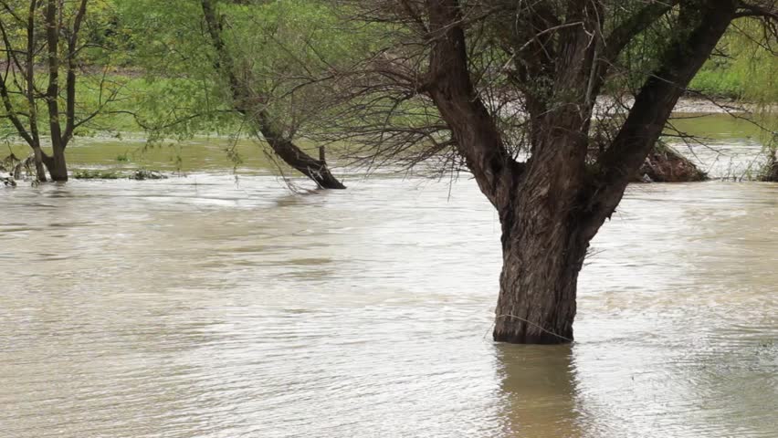 Turbulent Muddy River Flooding Trees And Coast Land After Rain Storm ...