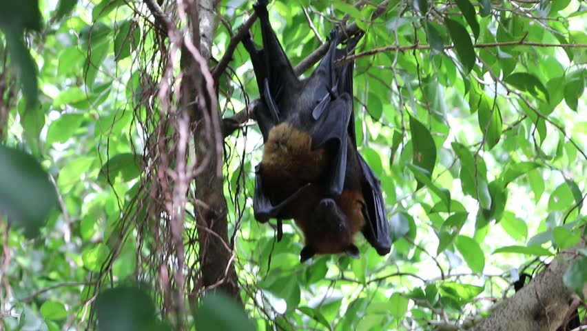 Bats Are Nocturnal Animals. Live Percussion To Navigate To Food Sources ...