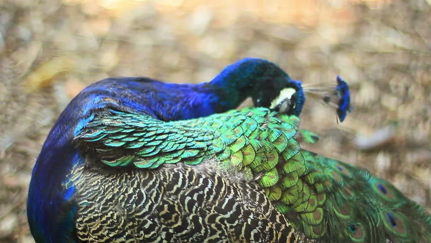 Palawan Peacock-Pheasant (Polyplectron Napoleonis) Male In Palawan ...