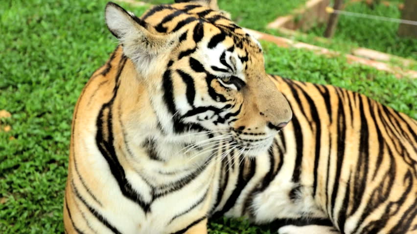 Beautiful Tiger Panthera Tigris Lying Down Relaxing In The Sun ...