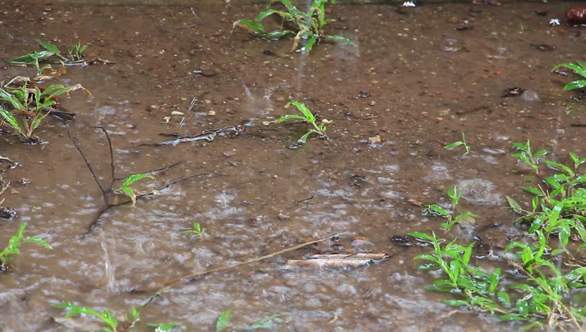 Rain Drops On Wet Soil Stock Footage Video 6689867 - Shutterstock