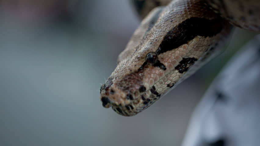 Handsome Young Black Man With Pet Boa Constrictor Snake Stock Footage ...