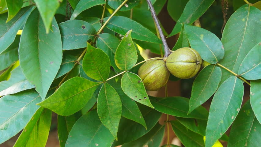 Bitternut Hickory (Carya Cordiformis) Stock Footage Video 4538138 ...