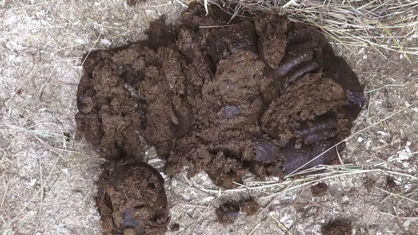 Manure Stock Footage Video - Shutterstock