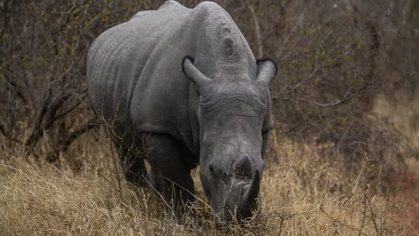 White Rhino Eating Dry Grass, South Africa. Stock Footage Video 7899844 ...