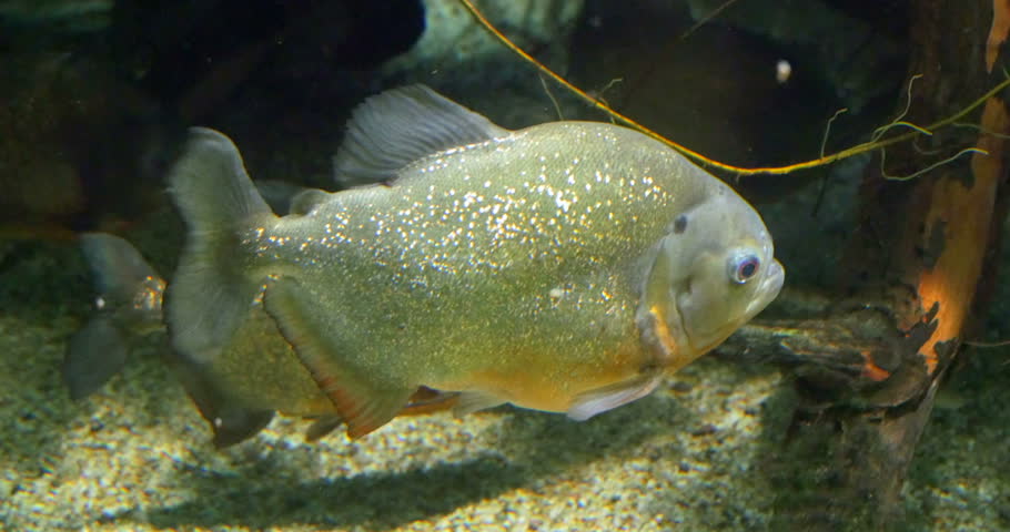 A Piranha Fish In Clear Water Stock Footage Video 2831089 - Shutterstock