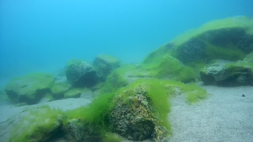 Rocky-sandy Bottom Overgrown With Algae. Lake Baikal, Siberia, The ...