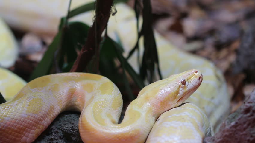 Golden Thai Python (Python Bivittatus) Snake Stock Footage Video ...