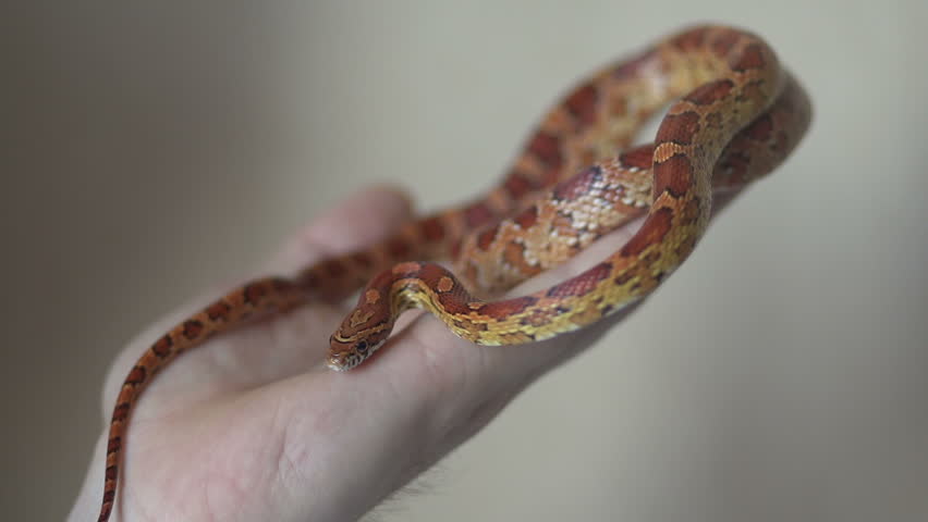 Corn Snake On The Man's Hand Stock Footage Video 8891329 - Shutterstock