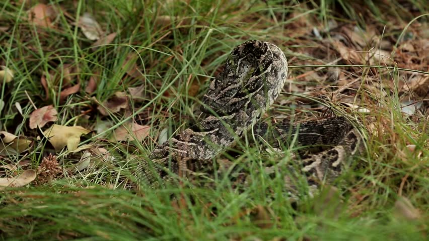 Puff-adder Crawling In The Grass Ready To Attack Stock Footage Video ...