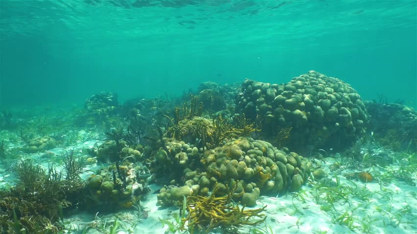 Shallow Seabed With Sea Sponges And Ripples Of Water Surface In ...