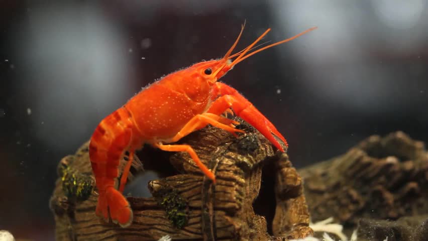 Mexican Orange Freshwater Crayfish In The Aquarium, Selective Focus ...