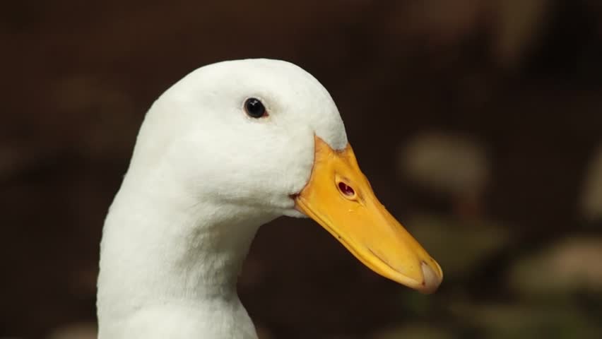 Plucking Feathers Duck Closeup. Stock Footage Video 8963779 - Shutterstock