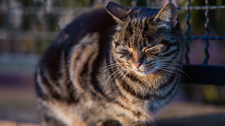 Cat Resting At Sunset. Close Up Of Cute Grown Up Cat Resting Under A ...