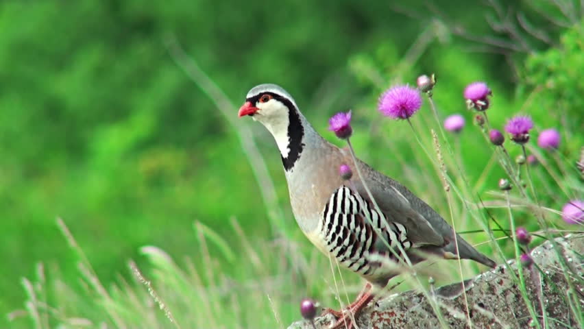 Alectoris chukar